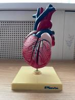 Prachtig anatomisch model van het hart, Antiek en Kunst, Curiosa en Brocante, Ophalen of Verzenden