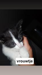 Kittens zoeken goude mandje, Meerdere dieren, 0 tot 2 jaar
