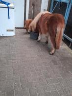 Stalling en weidegang voor een shetlander !!, 1 paard of pony, Weidegang