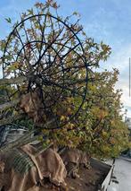 Dak Liquidambar worpselon mooie ronde dak bomen, Tuin en Terras, Planten | Bomen, In pot, Dakboom, Ophalen of Verzenden, 100 tot 250 cm