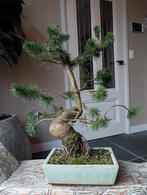 Pinus Sylvestris Bonsai 50cm, Tuin en Terras, Planten | Bomen, Bloeit niet, Halfschaduw, Minder dan 100 cm, Overige soorten