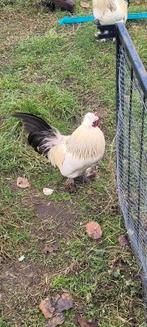 2 hanen., Mannelijk, Kip