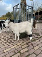 Nederlandse Landgeit dames, Dieren en Toebehoren, Vrouwelijk, Geit