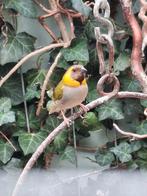 Cubavink popje, Dieren en Toebehoren, Vrouwelijk, Tropenvogel