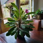 Euphorbia, Ophalen, Halfschaduw, In pot, Minder dan 100 cm