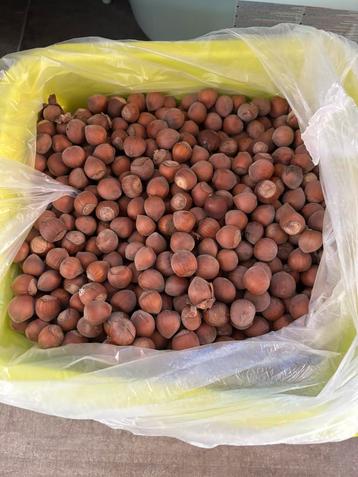 Hazelnoten beschikbaar voor biedingen