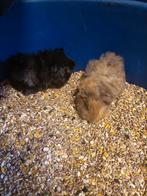 Jonge cavia 's, Dieren en Toebehoren, Knaagdieren, Meerdere dieren, Cavia, Na 1 juli 2024