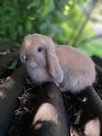 Minlop (raszuiver) ram zoekt nog huisje, Dieren en Toebehoren, Mannelijk, Dwerg