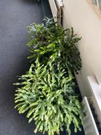 Lidcactus Kamerplant, Overige soorten, In pot, Minder dan 100 cm, Groene kamerplant