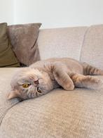 Britse korthaar katertje ( 1 jaar), Dieren en Toebehoren, Katten en Kittens | Overige Katten, Kater