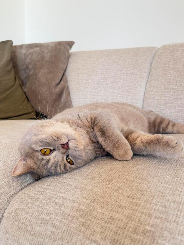 Britse korthaar katertje ( 1 jaar), Dieren en Toebehoren, Katten en Kittens | Overige Katten, Kater