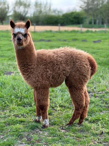 Alpaca hengstjes 2 bont 2 zwart, prijs voor alle 4 beschikbaar voor biedingen