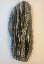 Orthoceras (Pijlstaart inktvis) (5), Ophalen of Verzenden, Fossiel
