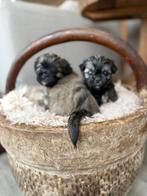 Schattige boomer pups, Dieren en Toebehoren, Overige rassen, CDV (hondenziekte), 8 tot 15 weken, Meerdere