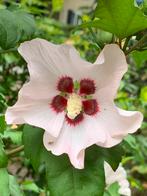 3x Hibiscus Syriacus 'Habamo'. Chinese Roos, Tuin en Terras, Planten | Tuinplanten, Ophalen of Verzenden, Overige soorten, Volle zon