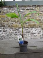 Musa dajiao, Ophalen, Overige soorten, Halfschaduw, In pot