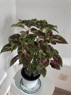 Kamerplant siernetel ophalen, Ophalen of Verzenden, Halfschaduw, Minder dan 100 cm