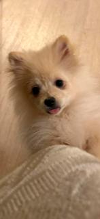 Pomeriaan pupies, Fokker | Hobbymatig, 15 weken tot 1 jaar, Buitenland, Parvo