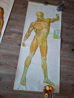 Anatomie posters, Ophalen of Verzenden