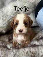 Prachtige Australian labradoodle pups, Dieren en Toebehoren, Overige rassen, CDV (hondenziekte), 8 tot 15 weken, Meerdere