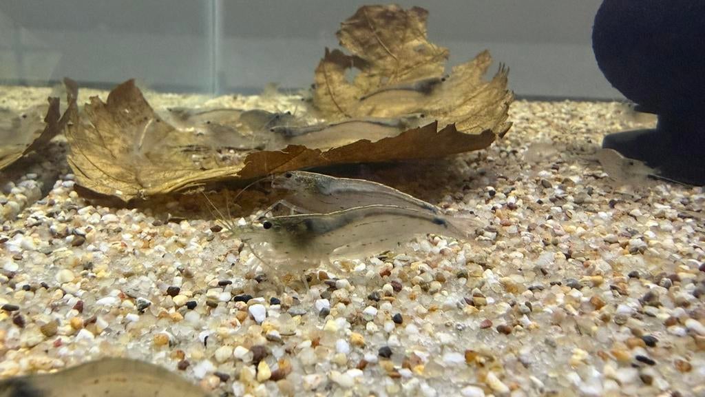 Amano Japonica XL garnalen, Kreeft, Krab of Garnaal
