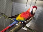 Tamme geelvleugel ara man, Dieren en Toebehoren, Mannelijk, Papegaai, Geringd