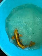 Matsuba 2x koikarper japanse koi vis vissen vijver, Dieren en Toebehoren, Vissen | Vijvervissen, Karper of Koi