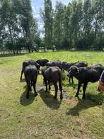 Waterbuffel vlees bestellen ?   Zie foto, Diversen, Levensmiddelen, Ophalen of Verzenden