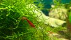 Rode garnalen, Dieren en Toebehoren, Vissen | Aquariumvissen, Kreeft, Krab of Garnaal