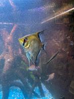Juwel trigon 190 met inhoud en toebehoren, Dieren en Toebehoren, Vissen | Aquariumvissen, Vis, Zoetwatervis