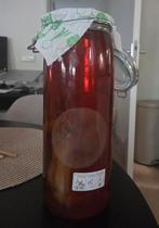 Kombucha Scoby, Ophalen