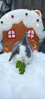 Minilop ram, Dieren en Toebehoren, Konijnen, Mannelijk, Dwerg, Hangoor, 0 tot 2 jaar