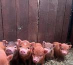 Nog 4 kleine beren biggetjes, Mannelijk, Schaap