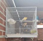 Harlekijnen kanaries, Dieren en Toebehoren, Meerdere dieren, Kleurkanarie