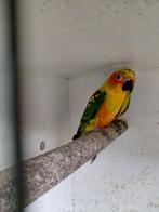 Jonge onverwante koppels zonparkieten, Dieren en Toebehoren, Vogels | Parkieten en Papegaaien, Meerdere dieren, Parkiet, Geringd