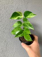 Epipremnum Marble Queen nr. 8 (p9), Huis en Inrichting, Kamerplanten, Ophalen of Verzenden, Overige soorten, Minder dan 100 cm