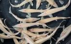 Albino steur ca 40 / 50 cm - Koidream Valburg