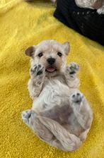 Prachtige Maltipoo pups, kleinblijvend maltezer x toypoedel, Maltezer, 8 tot 15 weken, Parvo, Meerdere