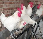 Poule de Bresse Hanen aangeboden, Dieren en Toebehoren, Pluimvee, Mannelijk, Kip