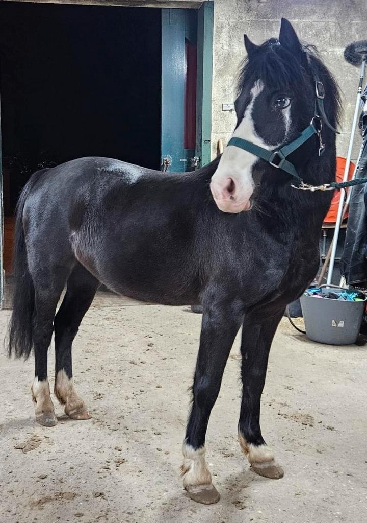 Betrouwbare menpony te koop., Dieren en Toebehoren, Pony's, Ruin