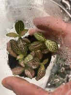 Terrariumplant fitonia roze, Huis en Inrichting, Kamerplanten, Ophalen of Verzenden, Volle zon, Minder dan 100 cm