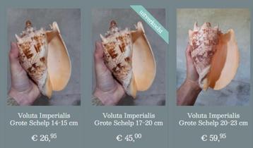 Grote schelp voluta imperiallis beschikbaar voor biedingen