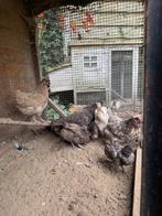 Jonge kippen meeste zijn hennen, Dieren en Toebehoren, Meerdere dieren, Kip