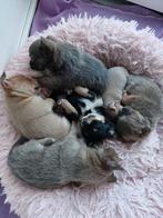 Chihuahua pups, Rabiës (hondsdolheid), 8 tot 15 weken, Meerdere, Meerdere dieren