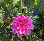 Dahlia knollen om te ruilen, Tuin en Terras, Bloembollen en Zaden, Ophalen, Volle zon, Knol