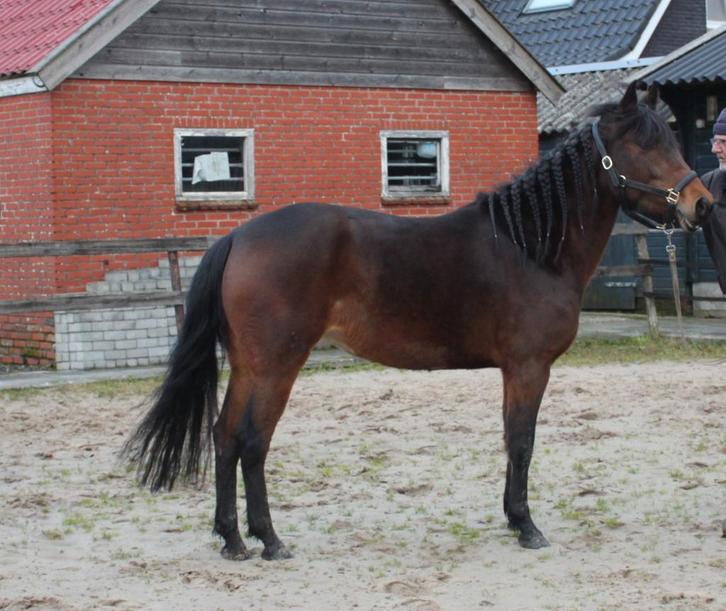 5 jarige New Forest Pony ster merrie 145 cm., Dieren en Toebehoren, Pony's, Merrie, Zadelmak, D pony (1.37m tot 1.48m), 3 tot 6 jaar