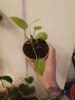 Epipremnum neon njoy, Huis en Inrichting, Kamerplanten, Ophalen of Verzenden