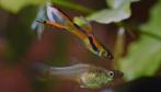Endler guppy - baby, Dieren en Toebehoren