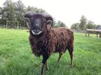 Dekram Schapen schaap Soya, Dieren en Toebehoren, Mannelijk, Schaap