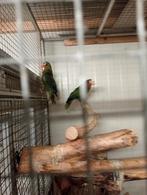 Te koop Cuba amazones, Dieren en Toebehoren, Meerdere dieren, Tropenvogel